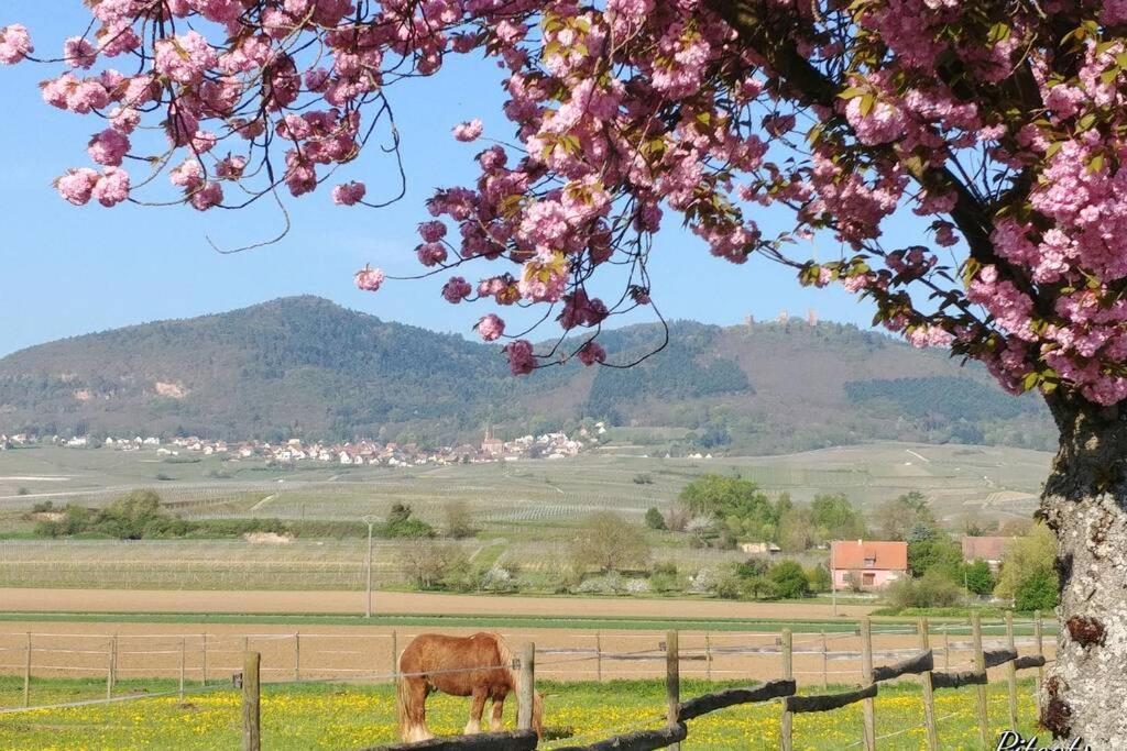 Gite A Eguisheim Proche De Colmar Et Kaysergberg. Eksteriør bilde