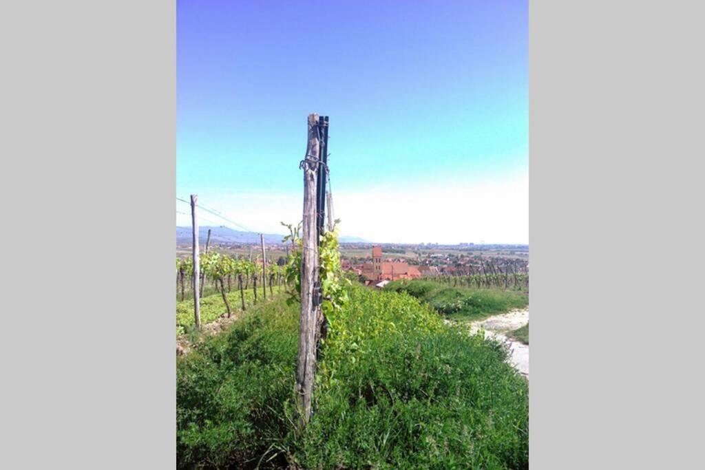 Gite A Eguisheim Proche De Colmar Et Kaysergberg. Eksteriør bilde